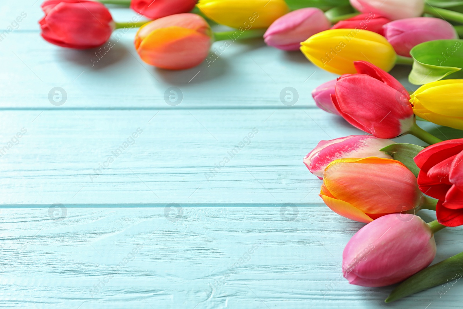 Photo of Beautiful spring tulip flowers on wooden background. Space for text