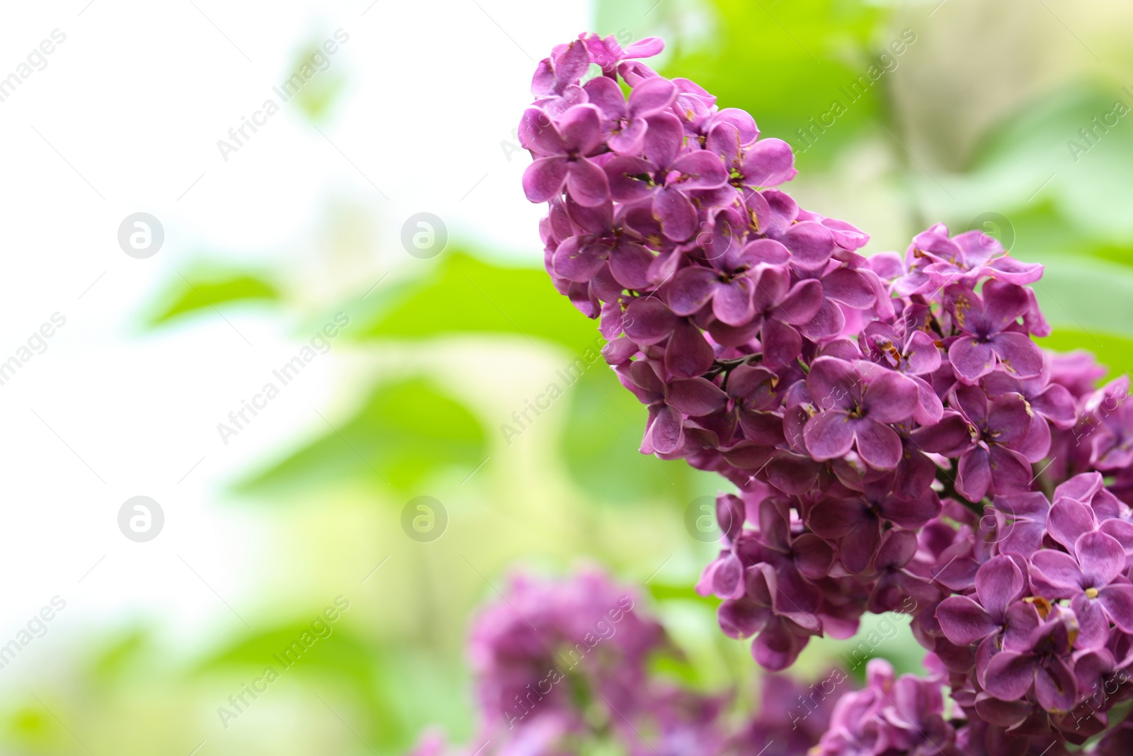 Photo of Beautiful blossoming lilac flowers on blurred background, closeup. Space for text