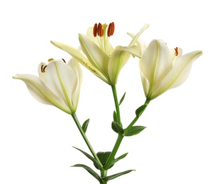 Beautiful lilies on white background. Funeral flowers