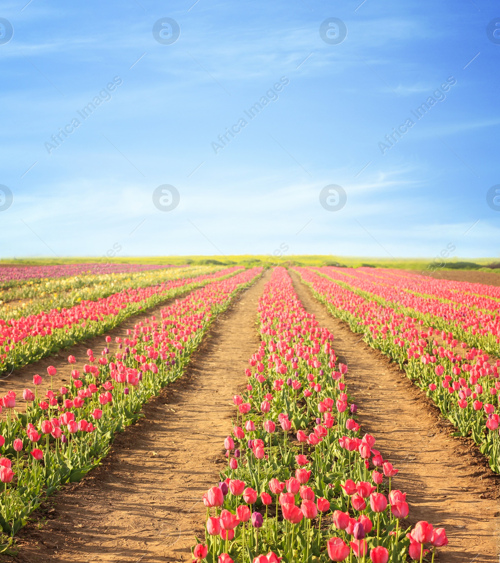 Photo of Picturesque view of field with blossoming tulips on sunny spring day