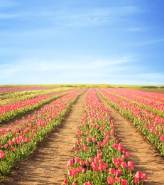 Photo of Picturesque view of field with blossoming tulips on sunny spring day