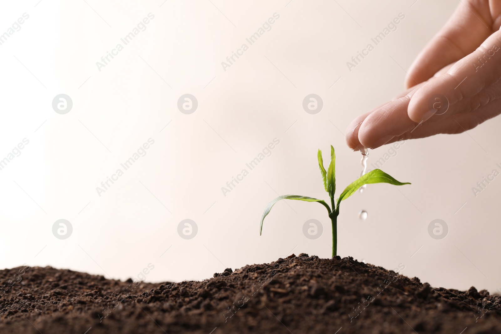 Photo of Woman pouring water on young seedling in soil against light background, closeup