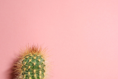 Photo of Beautiful cactus on pink background. Space for text