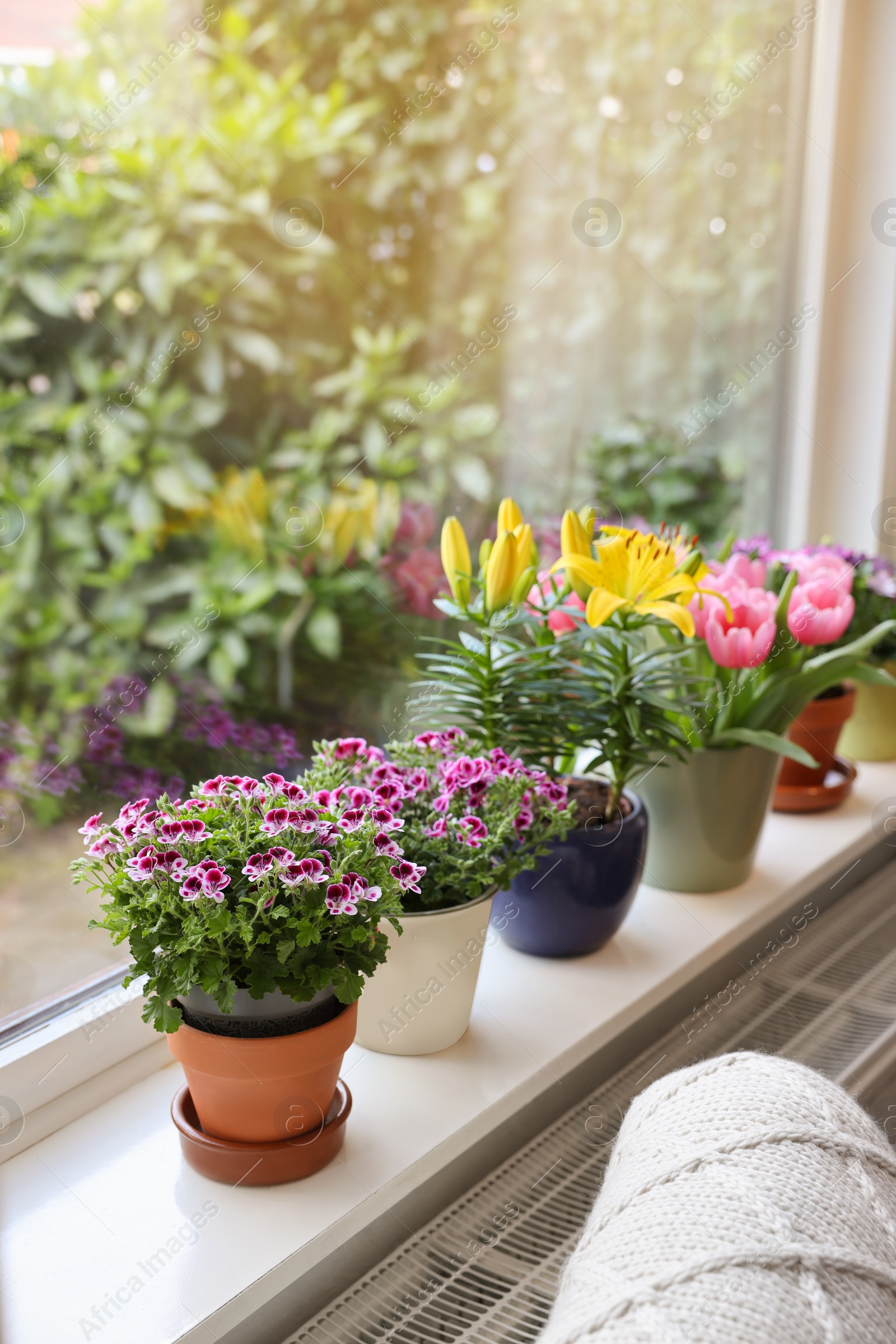 Photo of Many beautiful blooming potted plants on windowsill indoors