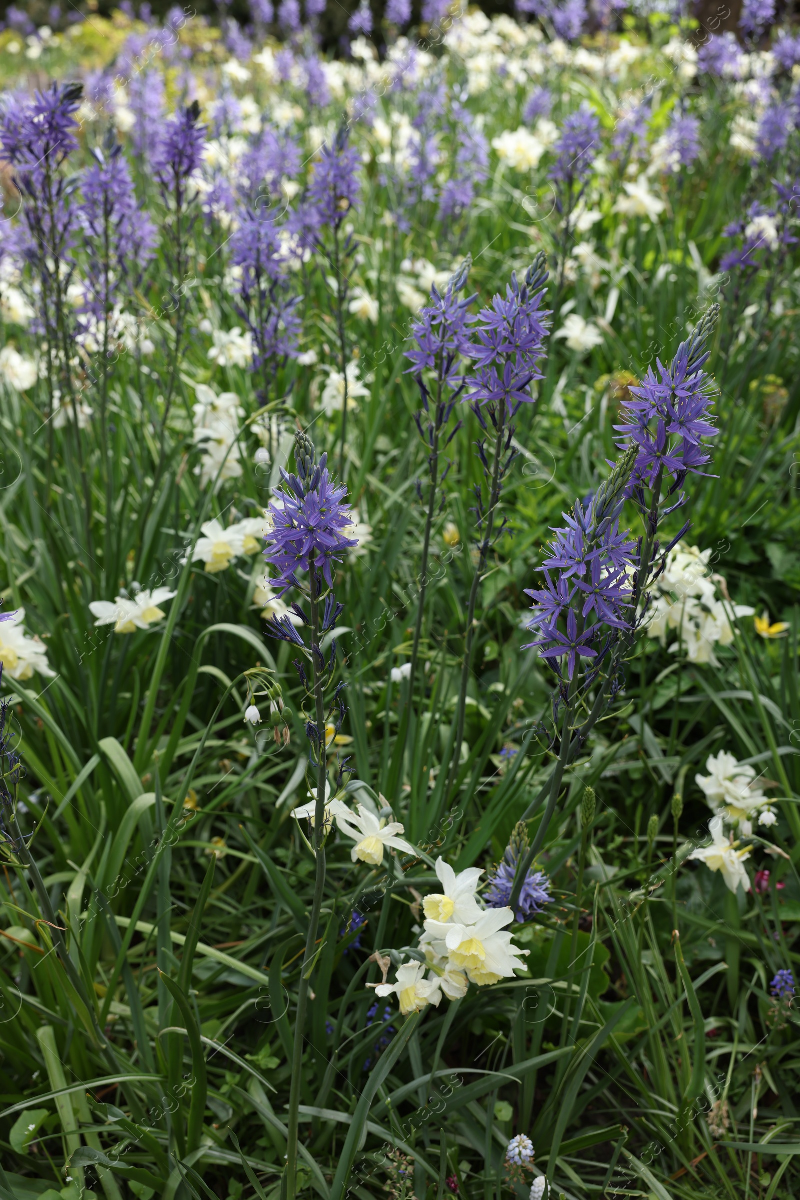 Photo of Beautiful Camassia growing among narcissus flowers outdoors. Spring season