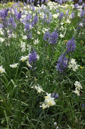 Photo of Beautiful Camassia growing among narcissus flowers outdoors. Spring season