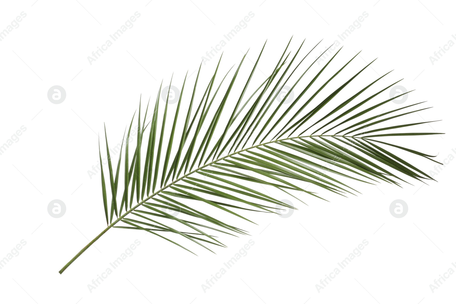 Photo of Leaf of tropical palm tree isolated on white