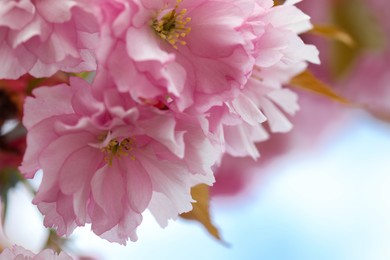 Beautiful pink flowers of blossoming sakura tree, closeup