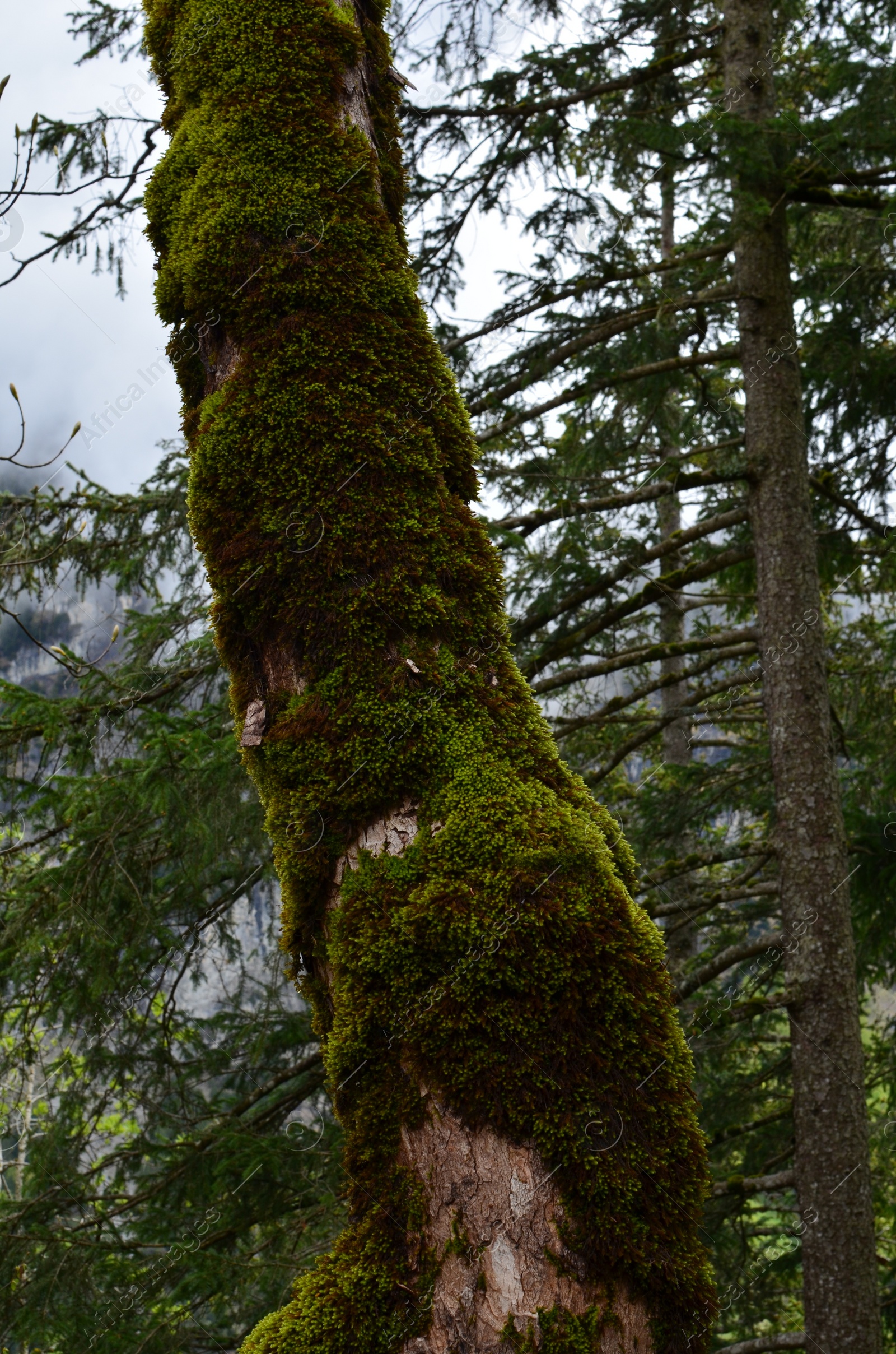 Photo of Tree trunk overgrown with moss in forest