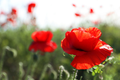 Photo of Beautiful blooming poppy flower in field on spring day, closeup. Space for text