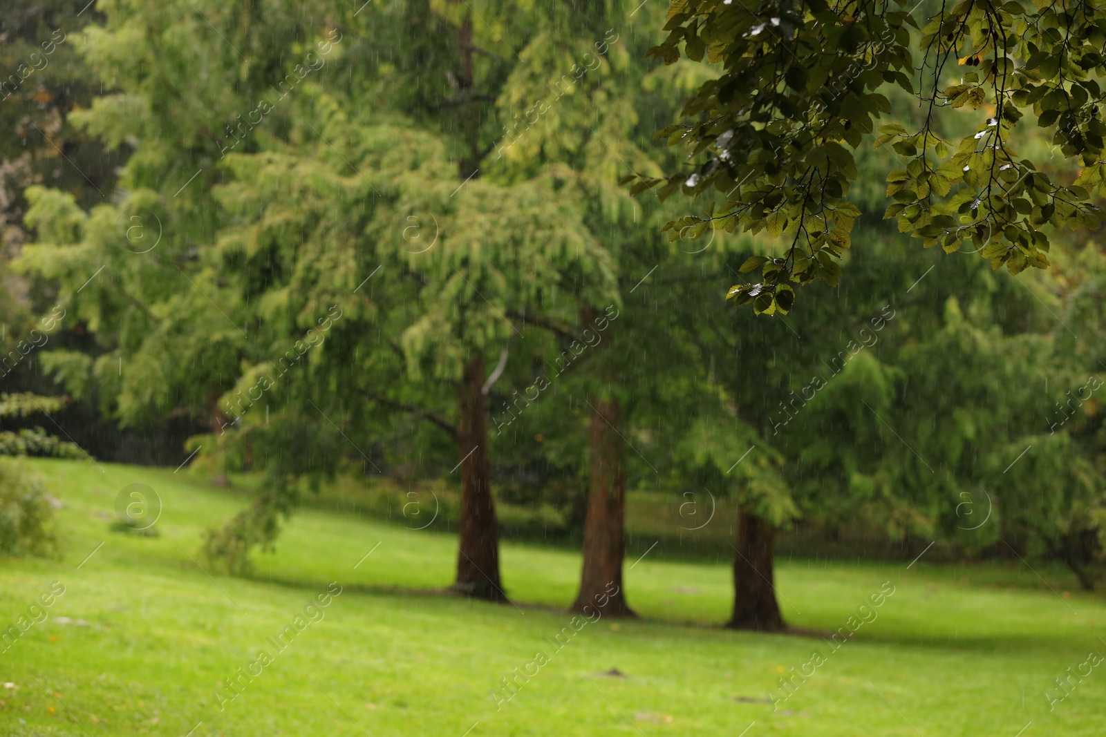 Photo of Beautiful view of park on rainy day