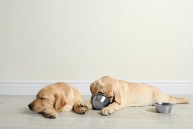 Photo of Cute yellow labrador retriever puppies with feeding bowls on floor indoors. Space for text