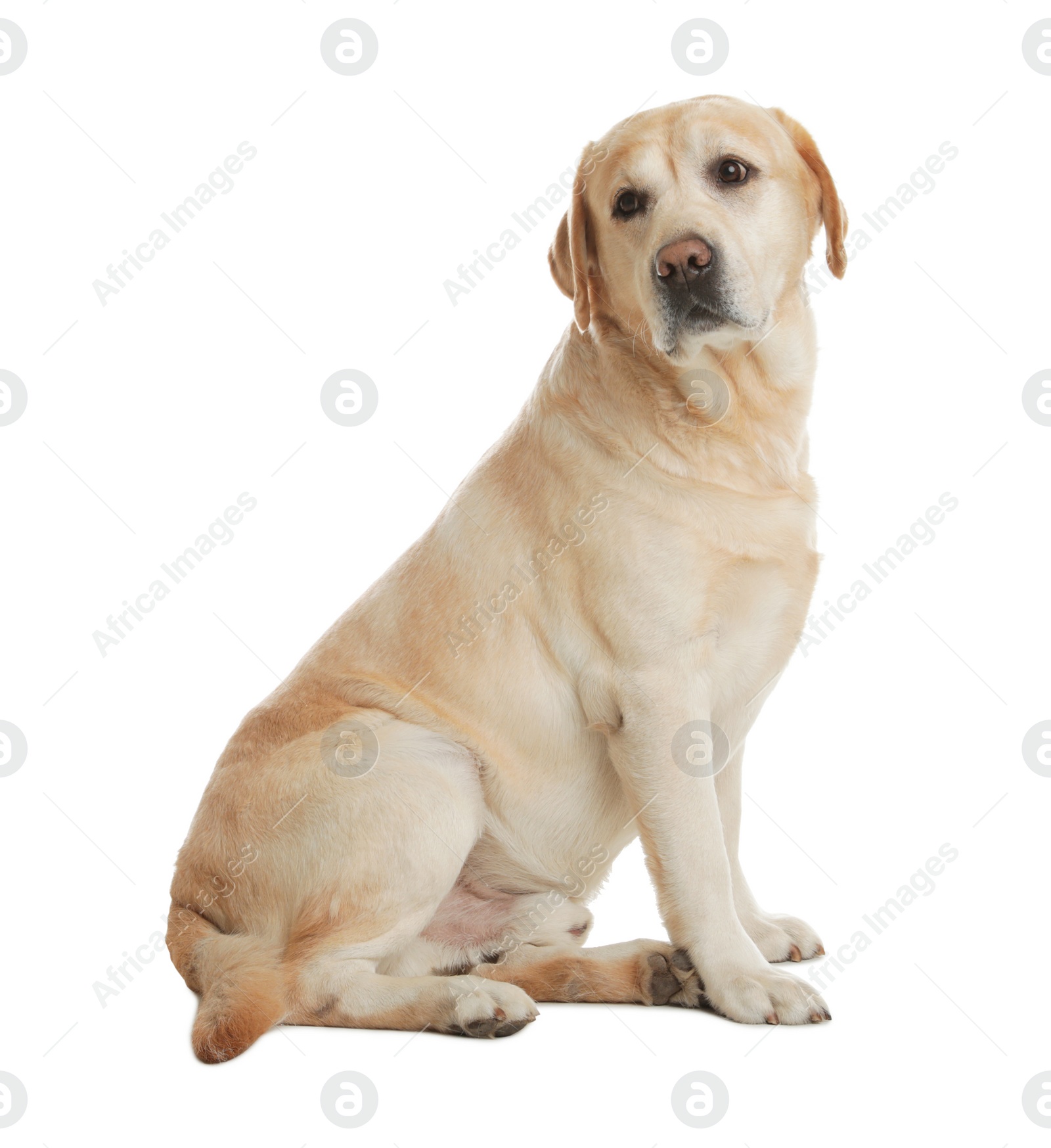 Photo of Yellow labrador retriever sitting on white background