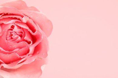 Photo of Beautiful fresh rose flower with water drops on pink background, closeup. Space for text