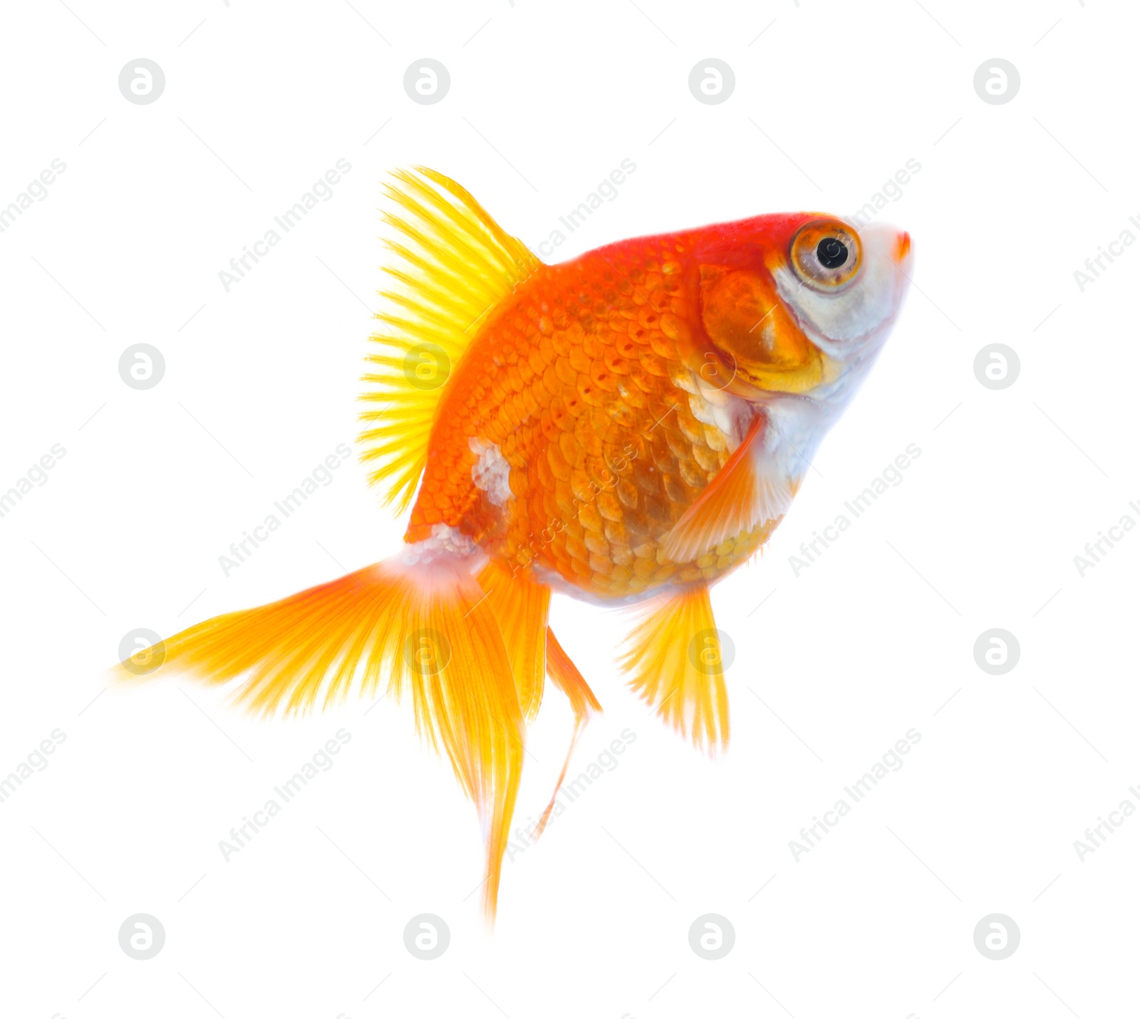 Photo of Beautiful bright small goldfish isolated on white