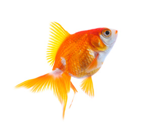 Beautiful bright small goldfish isolated on white