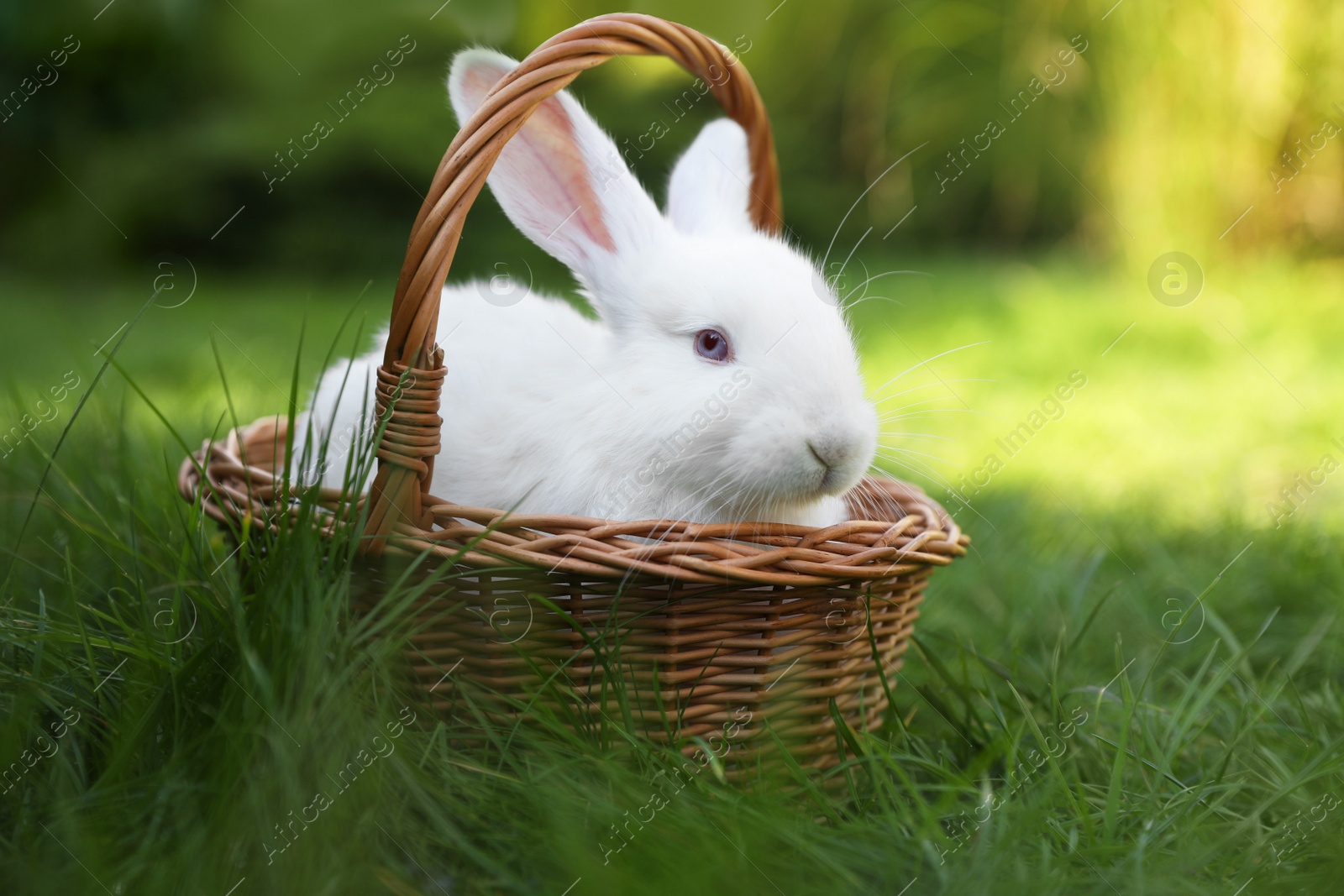 Photo of Cute white rabbit in wicker basket on grass outdoors