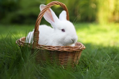 Photo of Cute white rabbit in wicker basket on grass outdoors