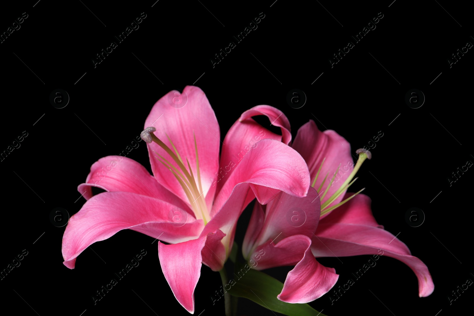 Photo of Beautiful pink lily flowers on black background, closeup