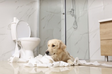 Photo of Cute Golden Labrador Retriever playing with toilet paper in bathroom