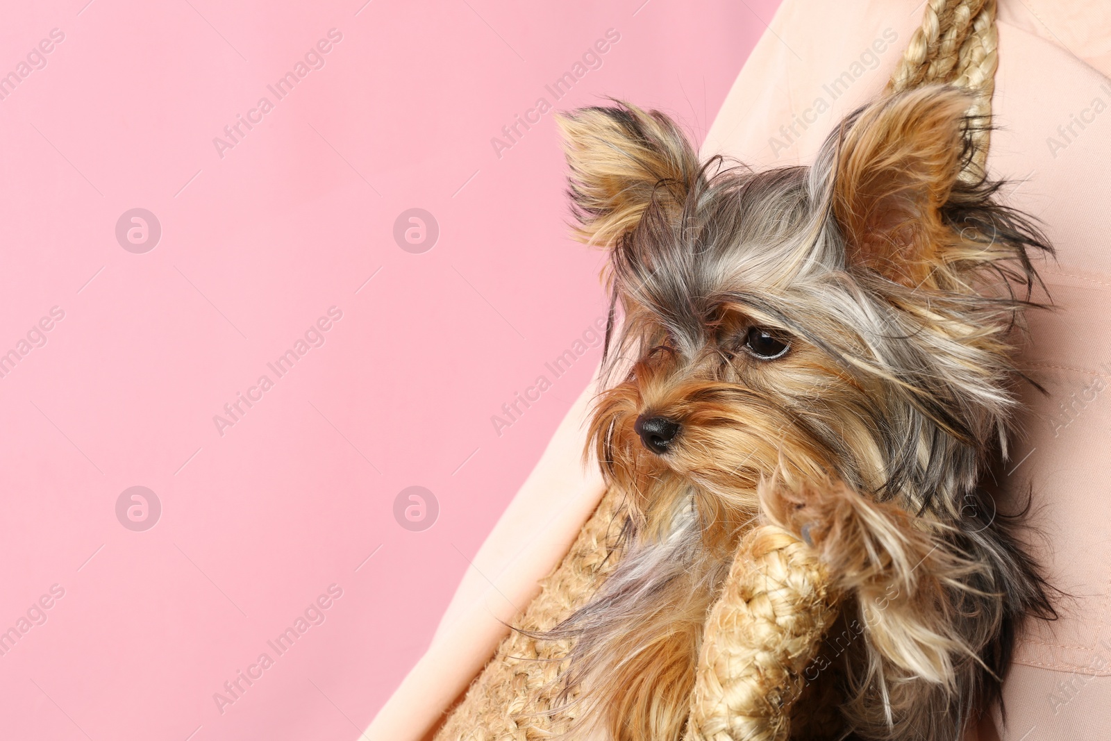 Photo of Adorable Yorkshire terrier in wicker bag on pink background, space for text. Cute dog