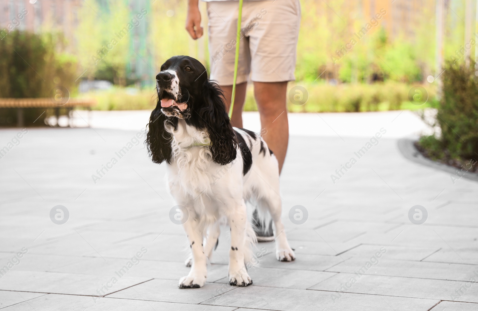 Photo of Couple walking their English Springer Spaniel dogs outdoors