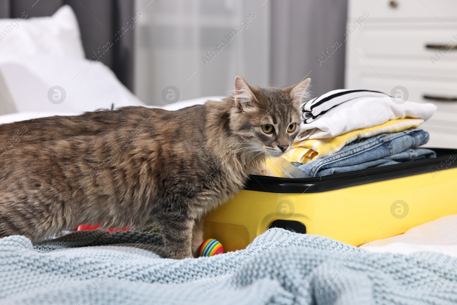 Photo of Travel with pet. Cat, ball, clothes and suitcase on bed indoors