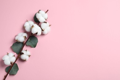 Photo of Cotton branch with fluffy flowers and eucalyptus leaves on pink background, top view. Space for text