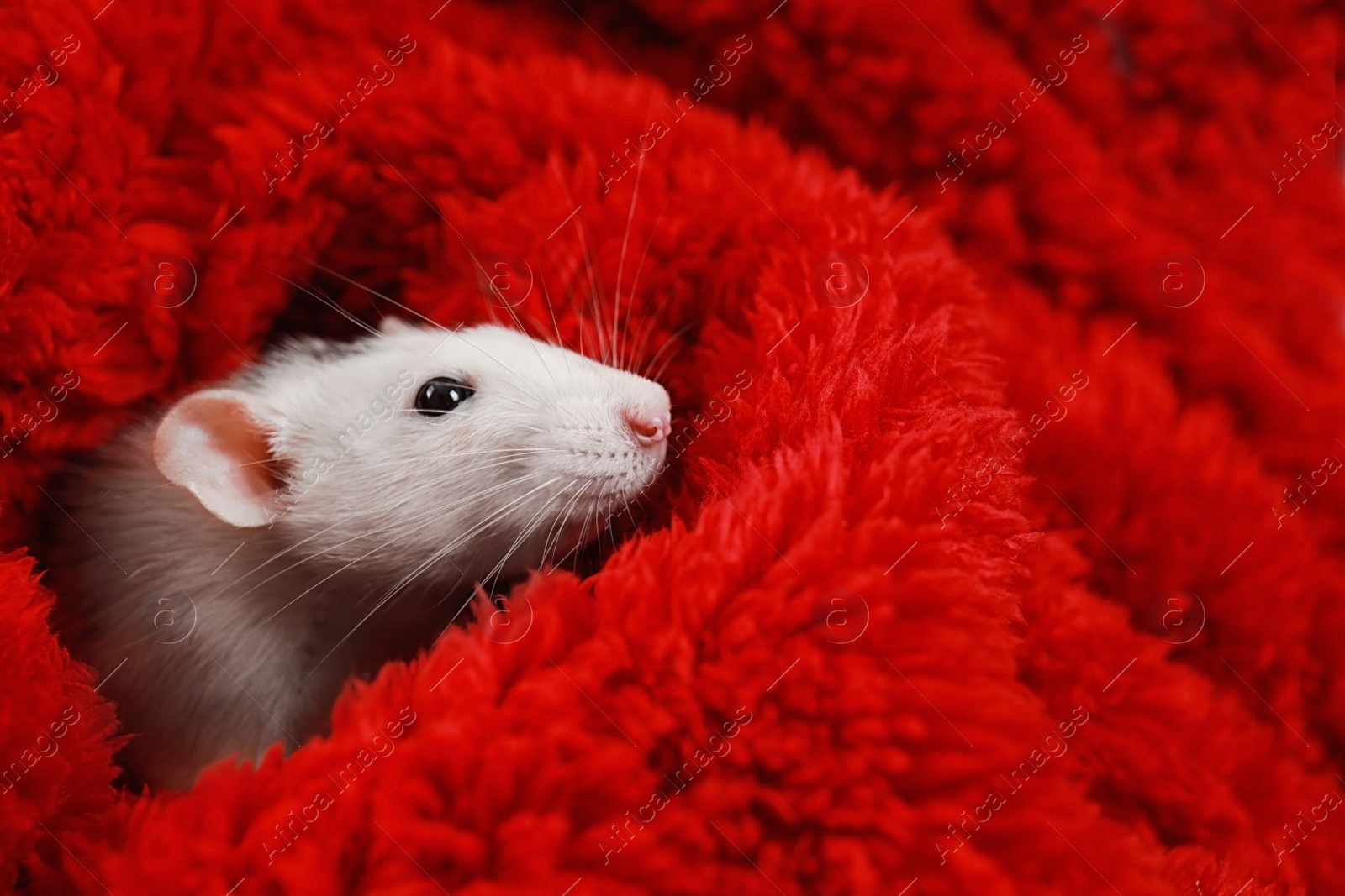 Photo of Cute little rat wrapped in red fluffy blanket