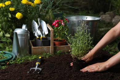 Photo of Woman transplanting beautiful lavender flower into soil in garden, closeup