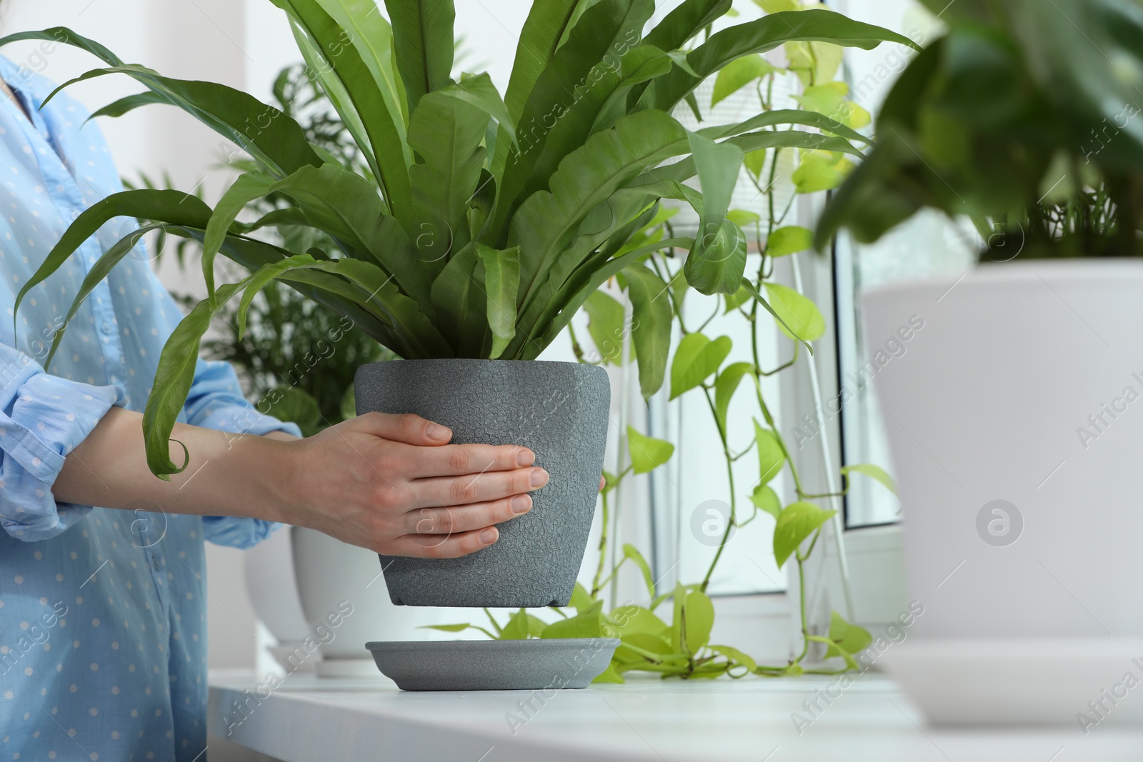 Photo of Woman holding pot with beautiful asplenium plant over windowsill indoors, closeup