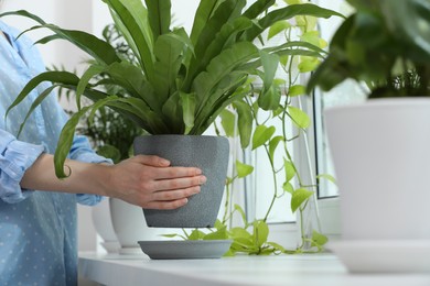 Photo of Woman holding pot with beautiful asplenium plant over windowsill indoors, closeup