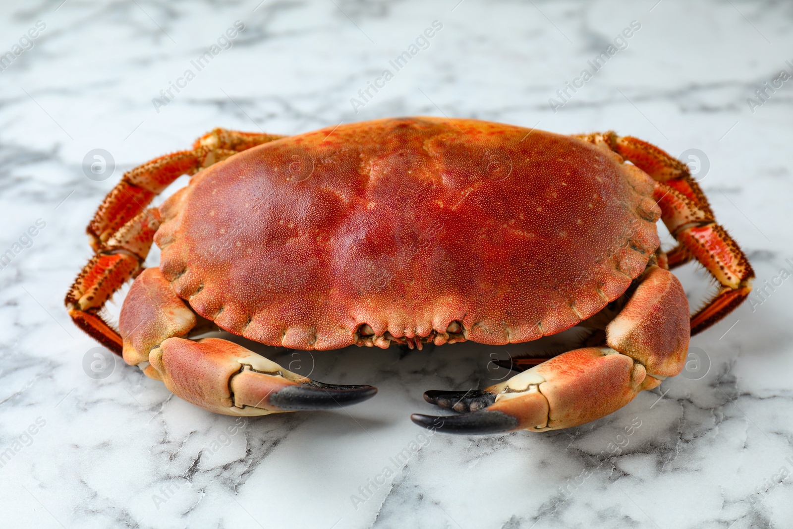 Photo of Delicious boiled crab on white marble table, closeup