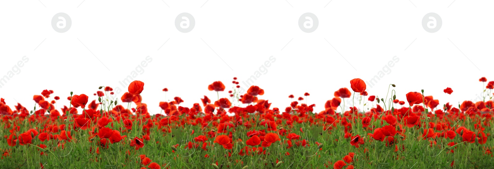 Image of Beautiful red poppy flowers growing in field on white background. Banner design