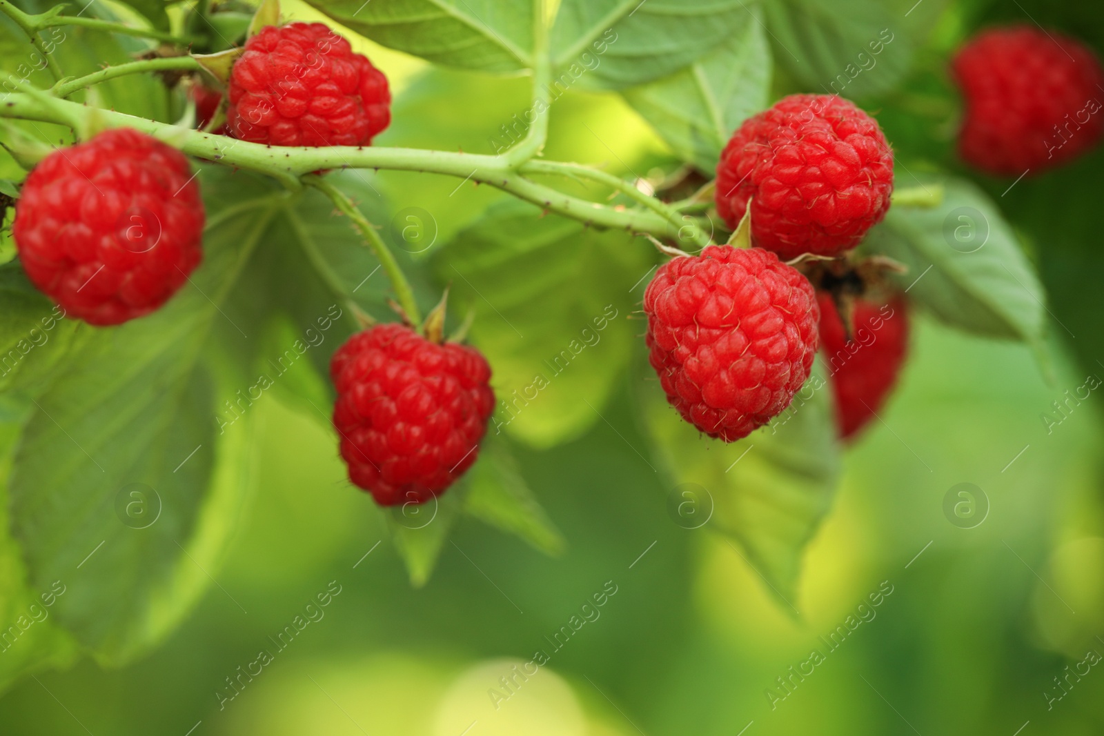 Photo of Raspberry bush with tasty ripe berries in garden, closeup