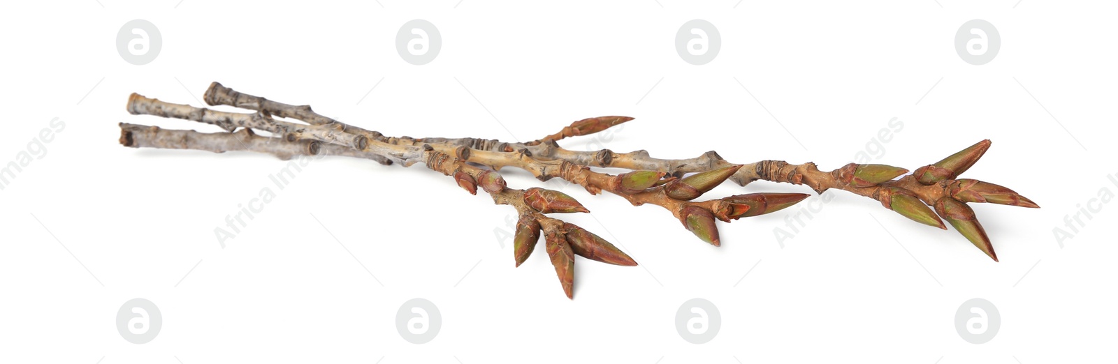 Photo of Tree twigs with buds isolated on white