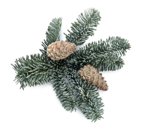 Photo of Fir tree branch with pinecones isolated on white, top view