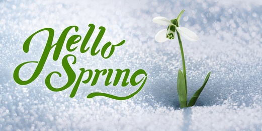 Hello Spring. Beautiful tender spring snowdrop growing through snow, banner design 