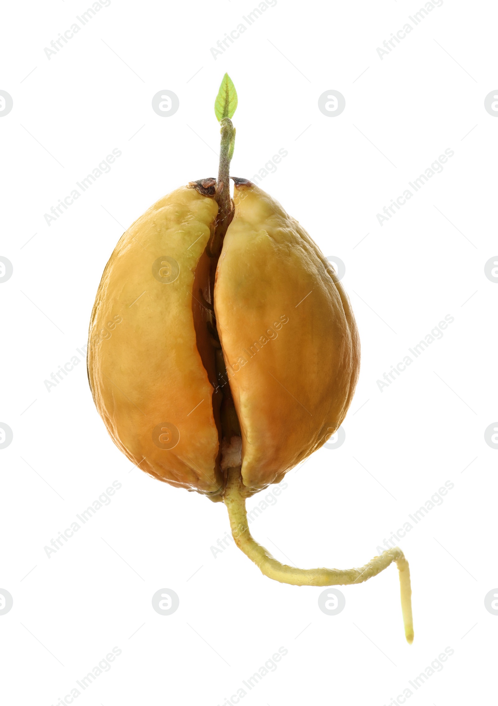 Photo of Avocado seed with sprout and root on white background