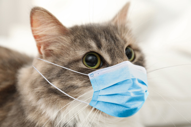 Cute fluffy cat with medical mask indoors, closeup. Virus protection for animal