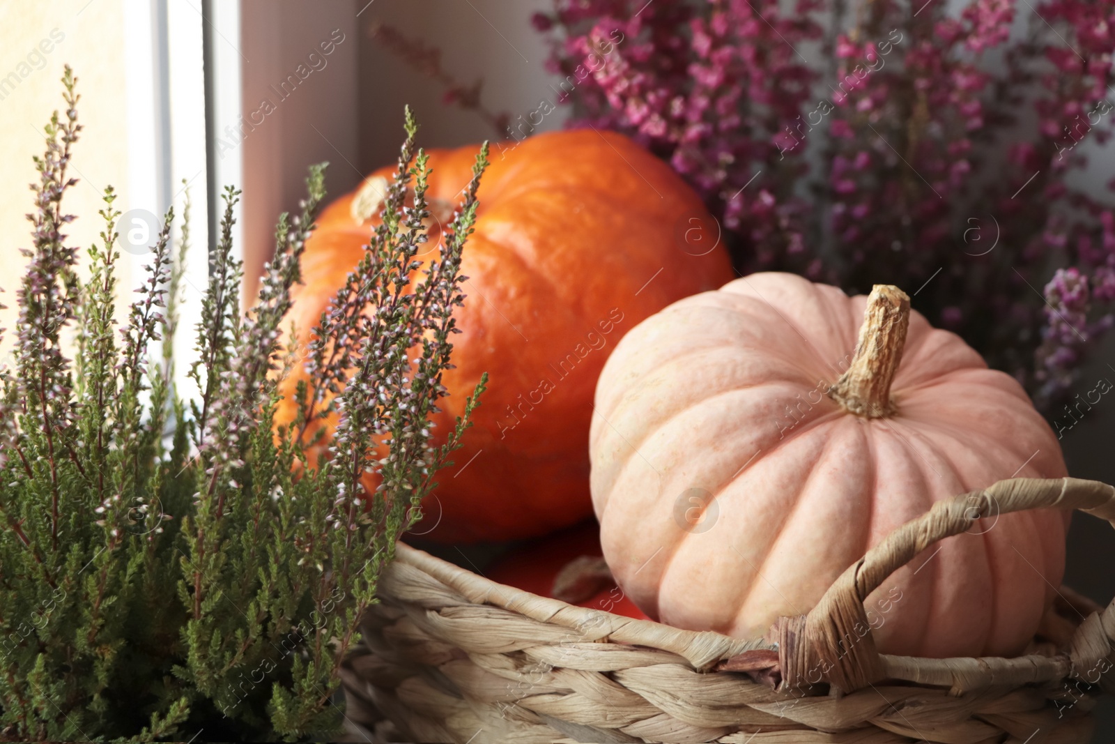 Photo of Wicker basket with beautiful heather flowers and pumpkins near window, closeup