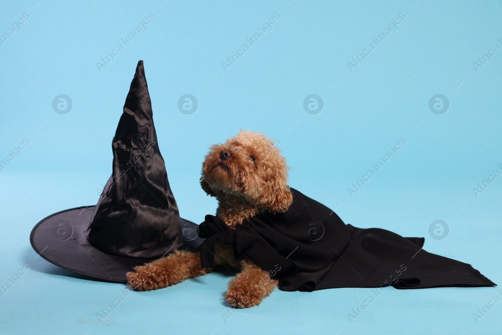 Photo of Cute Maltipoo dog with hat dressed in witch for Halloween celebration against light blue background