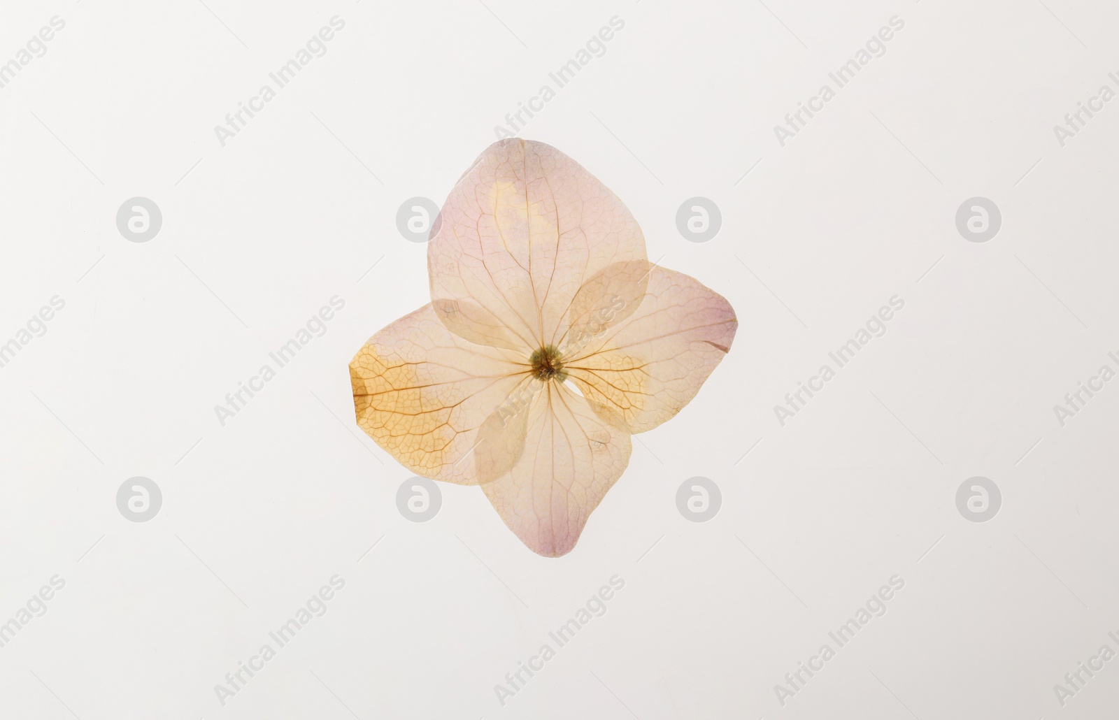 Photo of Wild dried meadow flower on white background, top view