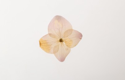 Wild dried meadow flower on white background, top view