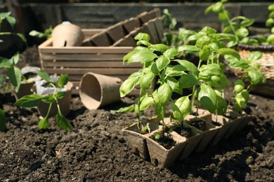 Photo of Beautiful seedlings in container prepared for transplanting on ground outdoors
