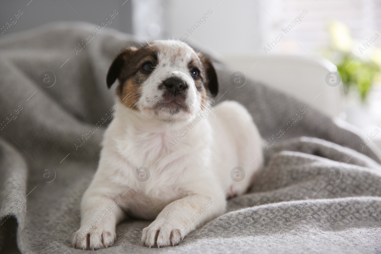 Photo of Cute little puppy lying on grey plaid