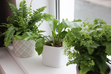 Different beautiful ferns in pots on white window sill