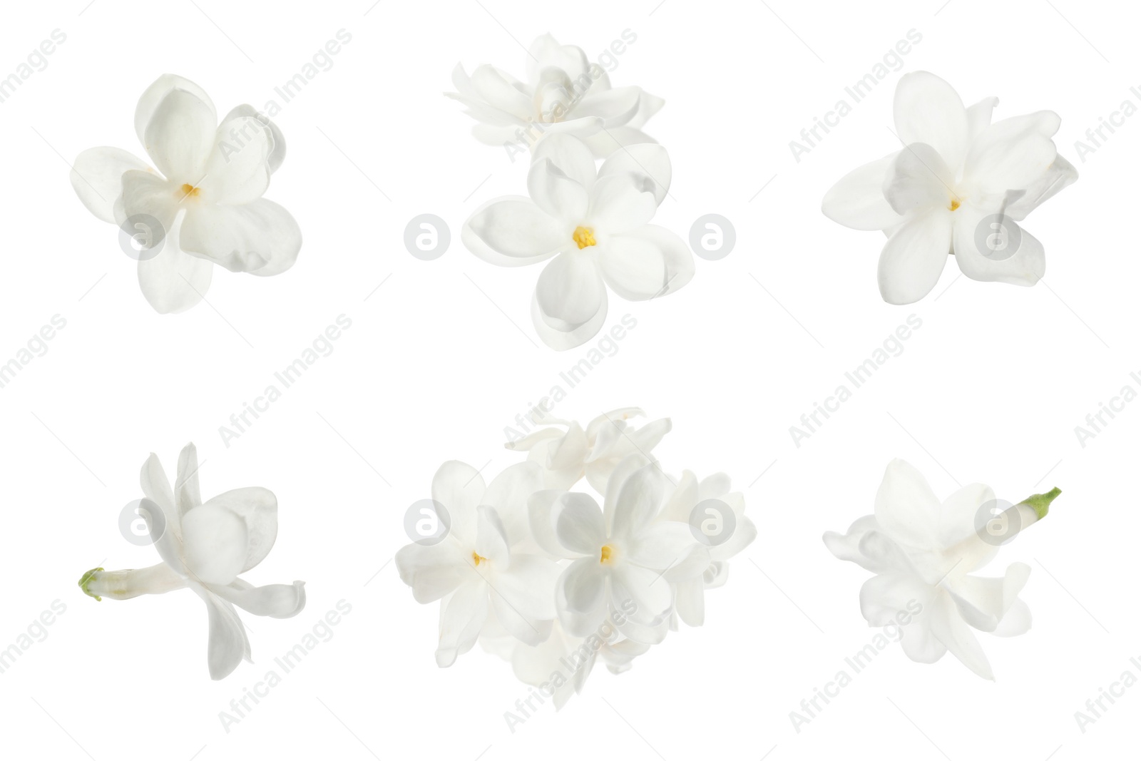 Image of Set of fragrant lilac flowers on white background