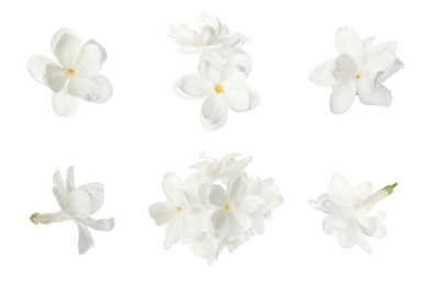 Set of fragrant lilac flowers on white background