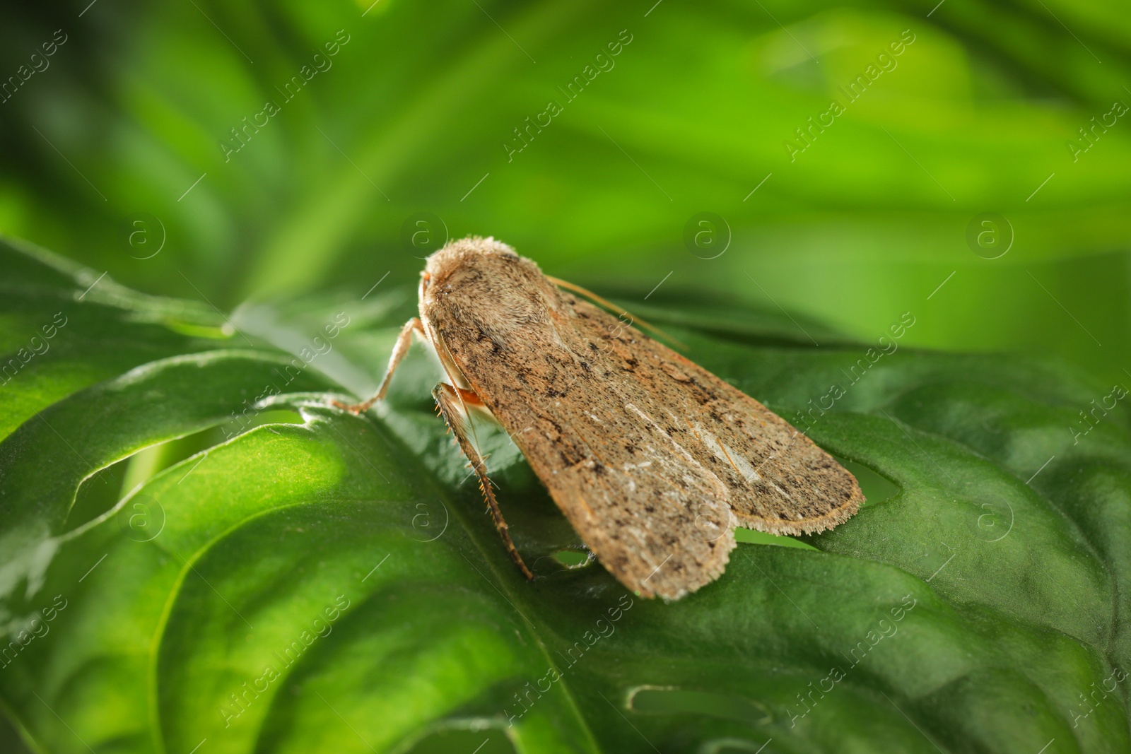 Photo of Paradrina clavipalpis moth on green leaf outdoors